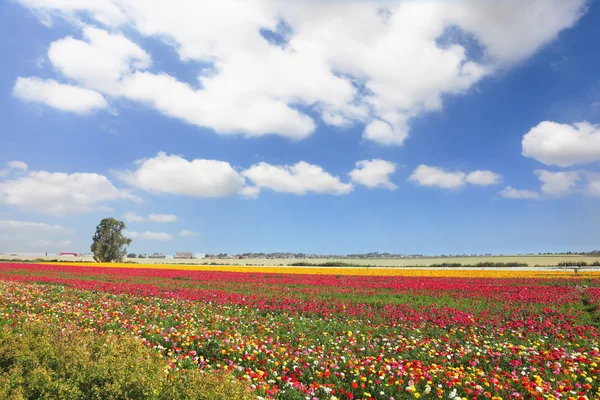 De trädgård Smörblommorna. — Stockfoto