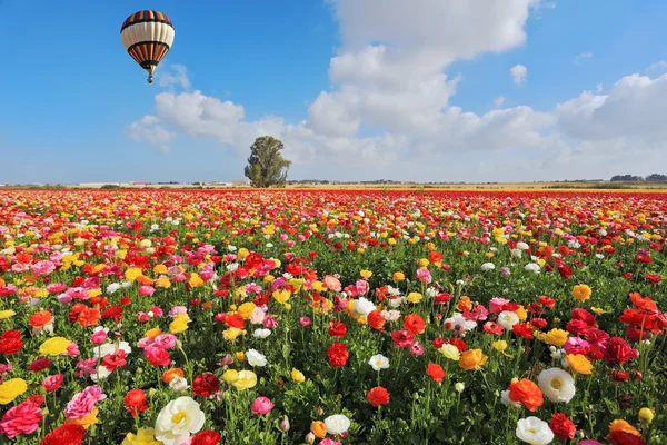 Primavera em israel — Fotografia de Stock