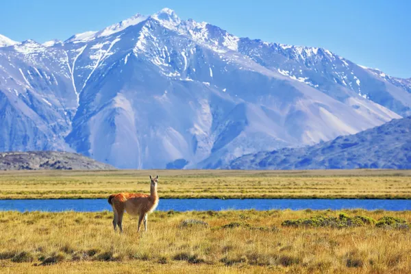 Nas margens de pastoreio llama — Fotografia de Stock