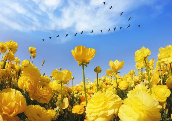 The colorful blooming ranunculus