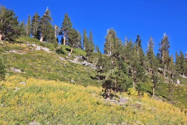 Grassy hillside — Stock Photo, Image