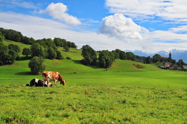 Pastorale in Provenza, Francia — Foto Stock