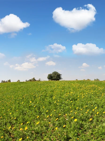 Ändlösa fält med blommande smörblommor — Stockfoto