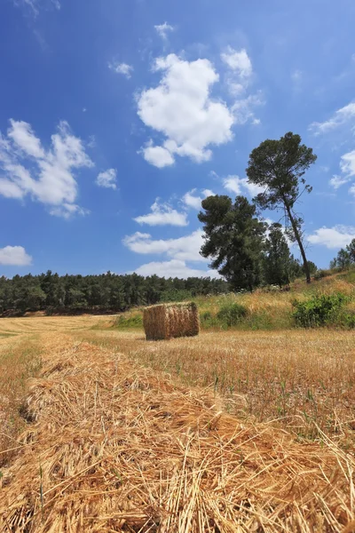 Campo de trigo e uma pilha de trigo — Fotografia de Stock