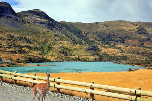 Lama curioso assistindo a estrada — Fotografia de Stock