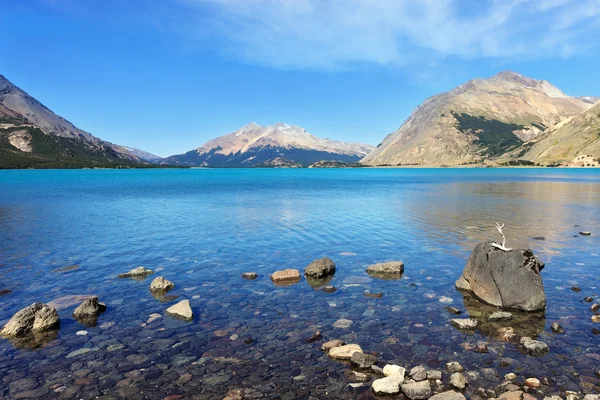 On the stone is a fancy dry driftwood — Stock Photo, Image