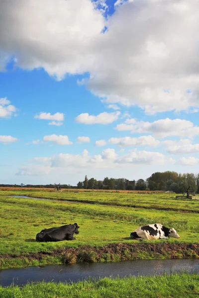 Korpulente Kühe ruhen sich aus — Stockfoto