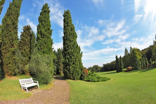 White wooden bench at the edge of cypress groves — Stock Photo, Image