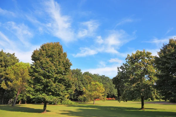 The grassy lawn is surrounded with coniferous trees — Stock Photo, Image