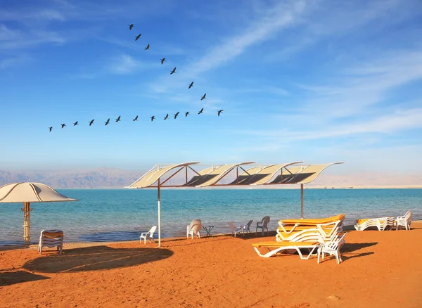 Over the sea flying cranes — Stock Photo, Image