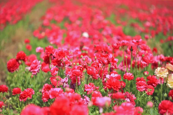 Un buttercups rouge en fleurs — Photo
