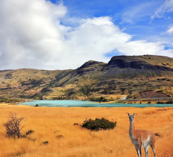 Guanaco curioso — Fotografia de Stock