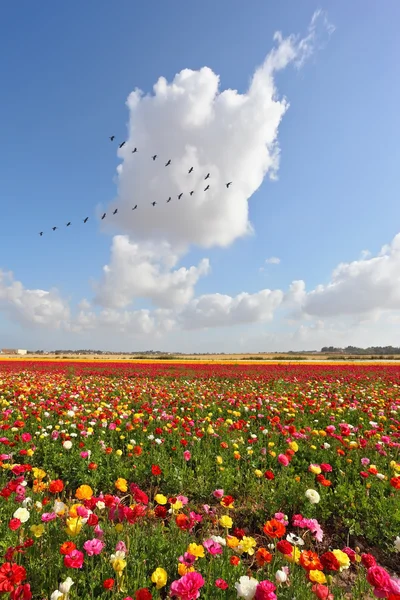 Huge fields of garden ranunculus — Stock Photo, Image