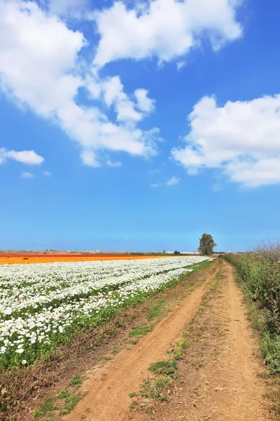 Estrada rural entre os campos de flores — Fotografia de Stock