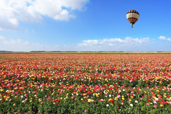 Der gestreifte Ballon fliegt über eine Ranunkel. — Stockfoto