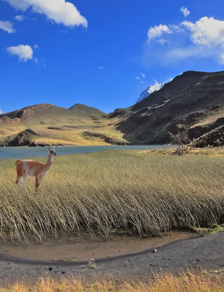 El guanaco se encuentra en el lago — Foto de Stock