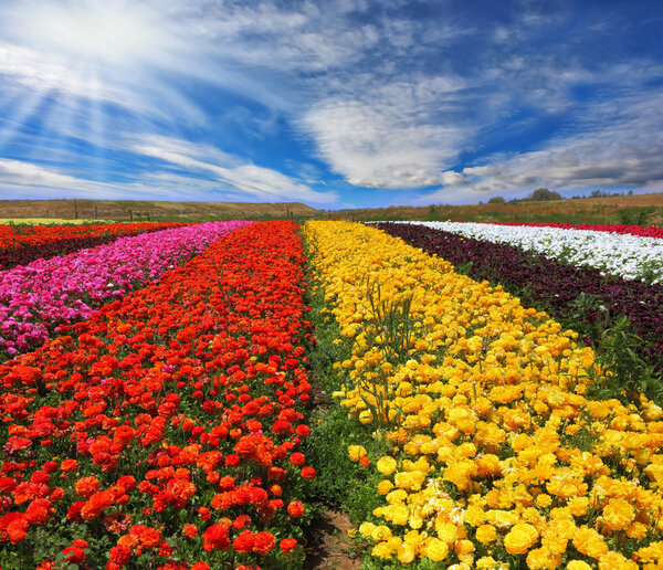 The multi-colored flower fields