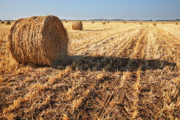 Campo após a colheita — Fotografia de Stock