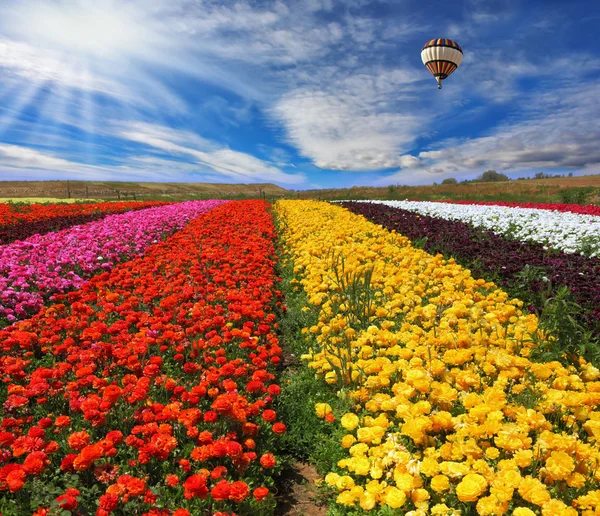 Los campos rurales multicolores con flores —  Fotos de Stock