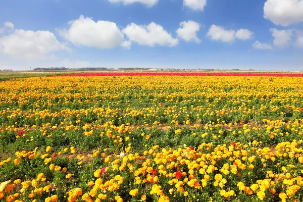 Grenzeloze veld onder gele bloemen. — Stockfoto