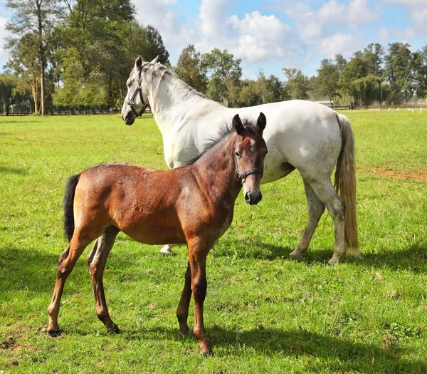 White horse with his bay colt — Stock Photo, Image