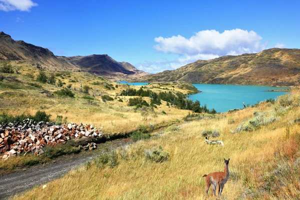 The wild guanacos on the river bank — Stock Photo, Image