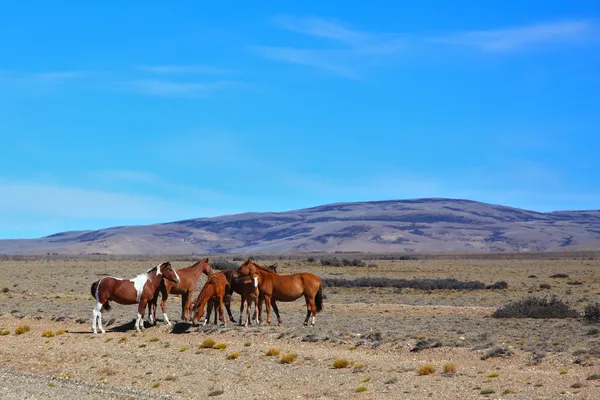 A manada de Mustangs pastando na pradaria — Fotografia de Stock