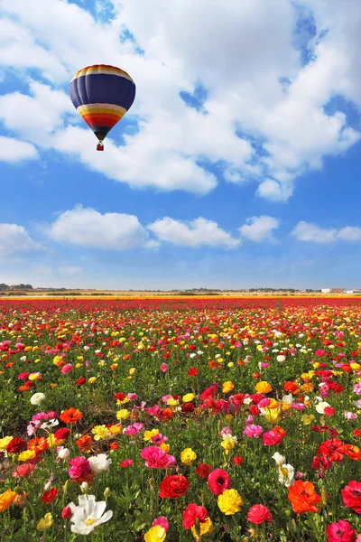 Over the field of flying a balloon