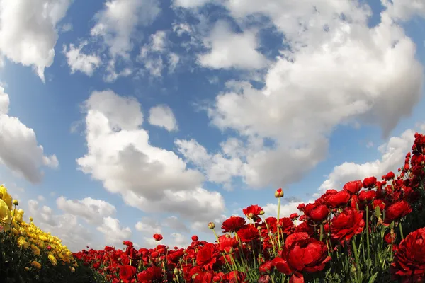 Magnifique champ de ranunculus de jardin — Photo