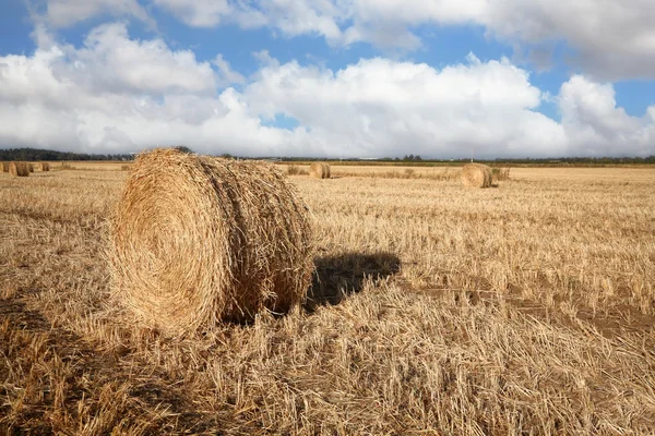 The big yellow field after harvesting — Stock Photo, Image