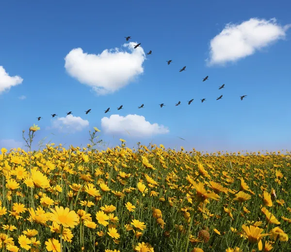 Il campo di graziosi ranuncoli gialli — Foto Stock