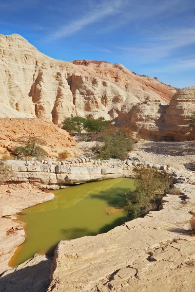 La gran piscina con los restos de agua verde —  Fotos de Stock