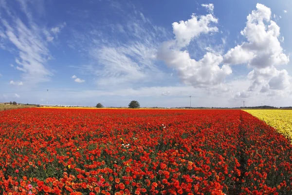 Hermoso campo de ranúnculo rojo y amarillo — Foto de Stock