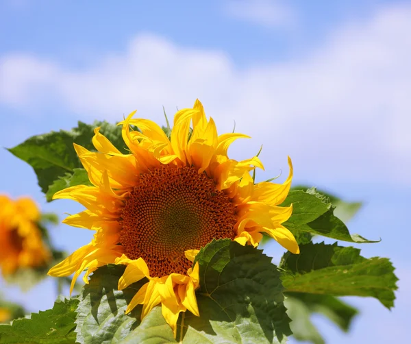 The sunflower of the cloudy sky — Stock Photo, Image