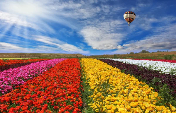 Fälten landsbygden med blommor — Stockfoto