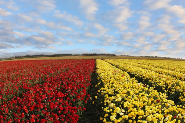 Campo de ranúnculo rojo y amarillo — Foto de Stock