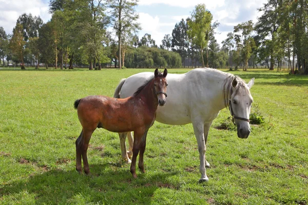 Il cavallo con il puledro — Foto Stock