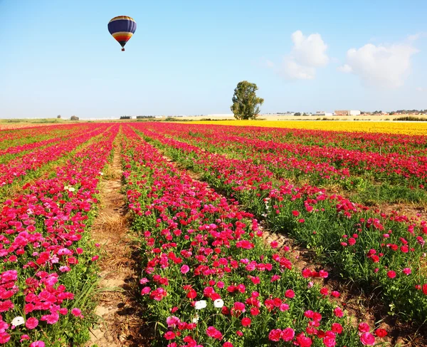 Bir alan üzerinde büyük parlak balon uçar — Stok fotoğraf