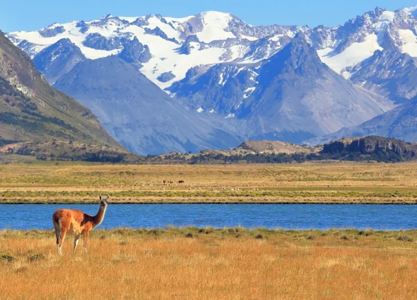 On the banks of guanacos grazing — Stock Photo, Image