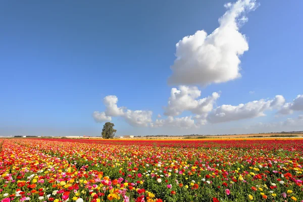 Boundless kibbutz field sown with flowers — Stock Photo, Image