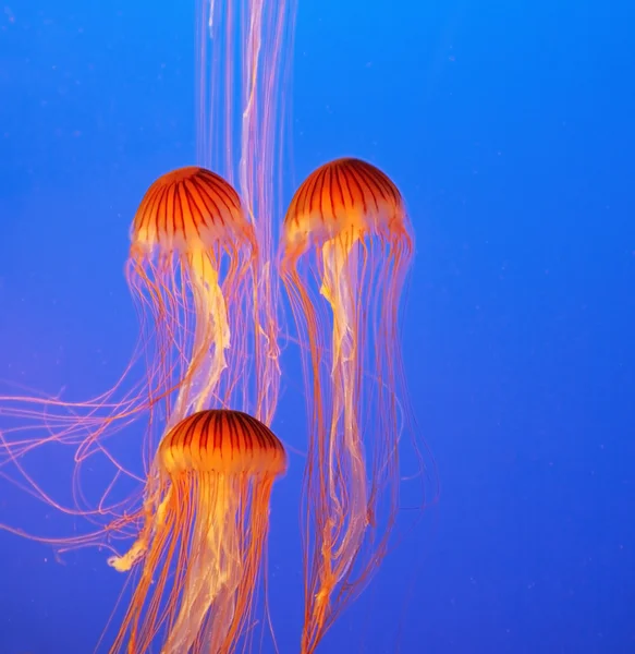 Tre meduse rosso-arancio — Foto Stock