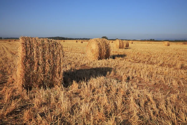 Campo após colheita. Pôr do sol — Fotografia de Stock