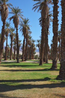oasis içinde palm Grove Caddesi 