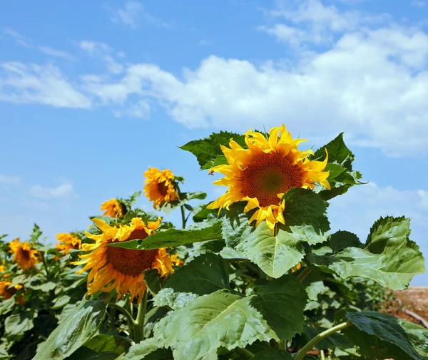 Photo of sunflower on a background of the sky — Stock Photo, Image
