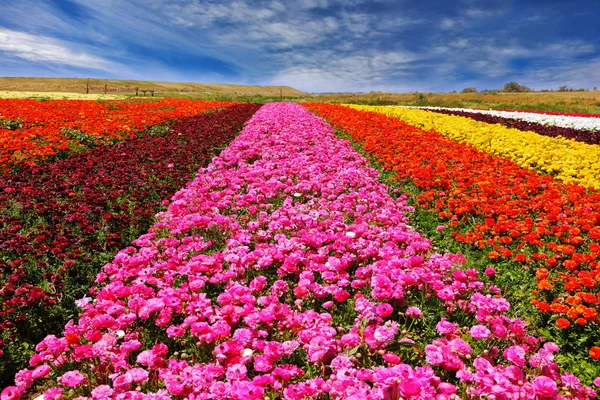 Fenomenal indah bidang bunga — Stok Foto