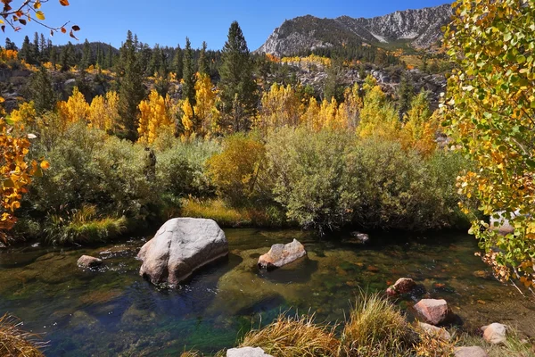 Charmiga creek de färgglada buskarna — Stockfoto