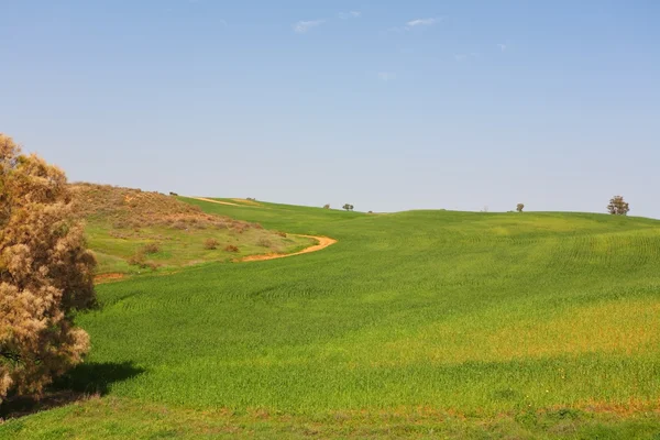 Campos verdes y cielos claros —  Fotos de Stock