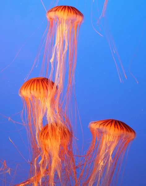 Four jellyfish with thin tentacles — Stock Photo, Image