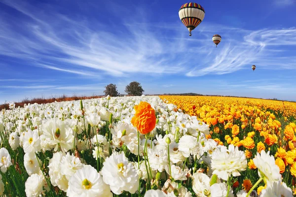 Het gebied van boterbloemen (Boterbloem asiaticus) — Stockfoto