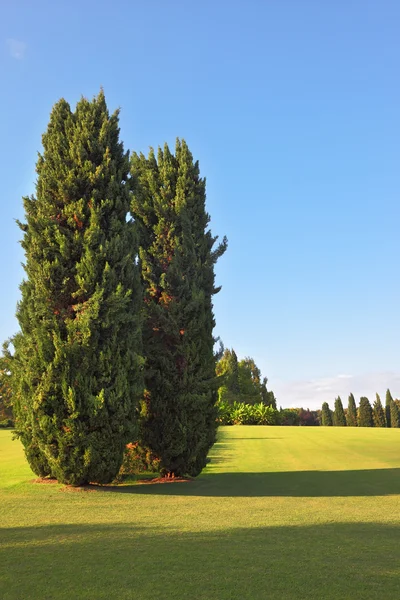 Servi ağaçları landscaped Park — Stok fotoğraf